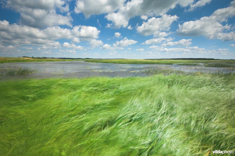 De Narewvallei in de Biebrza