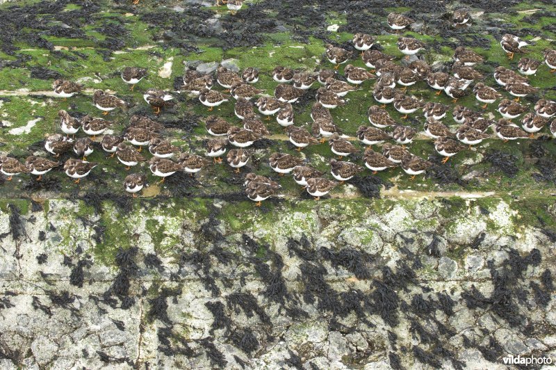 Steenlopers op het strandhoofd