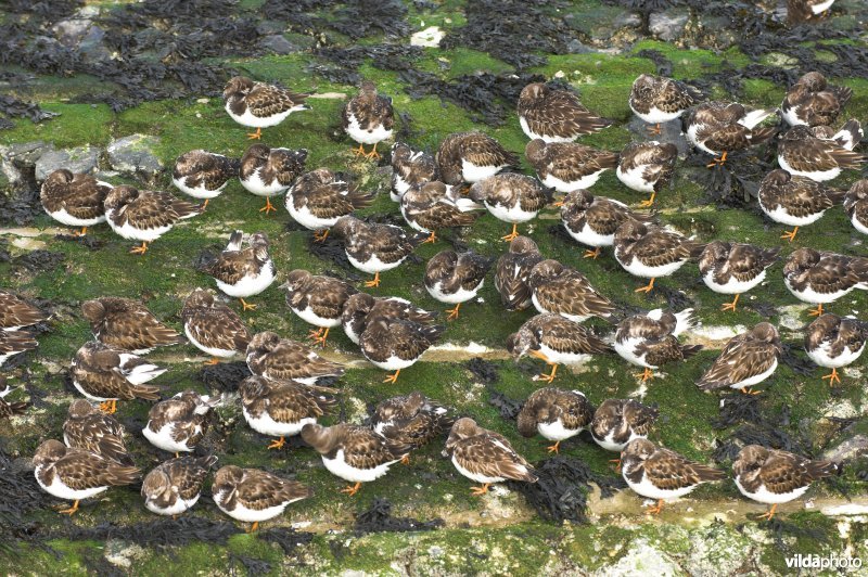 Steenlopers op het strandhoofd