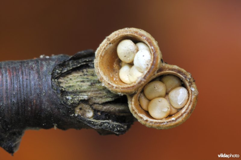 Nestzwammetje