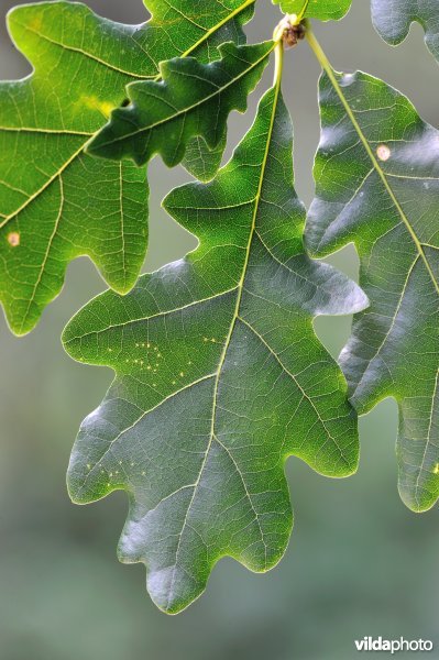 Blaadjes van Wintereik