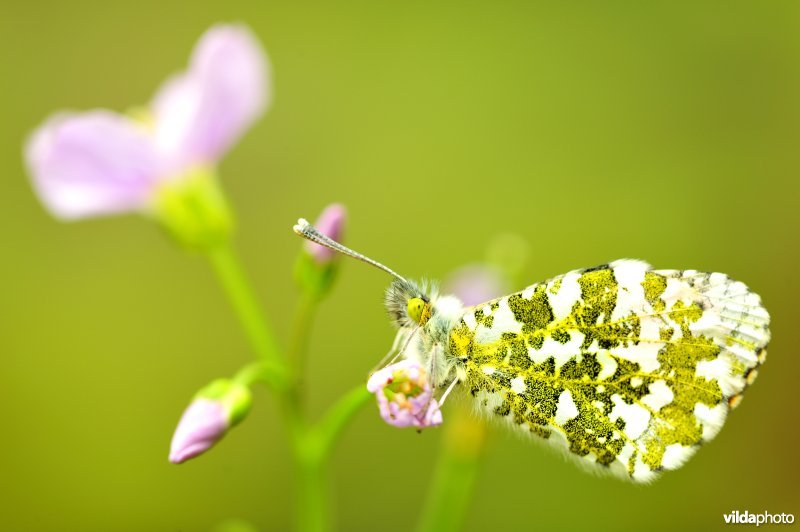 Oranjetipje op Pinksterbloem