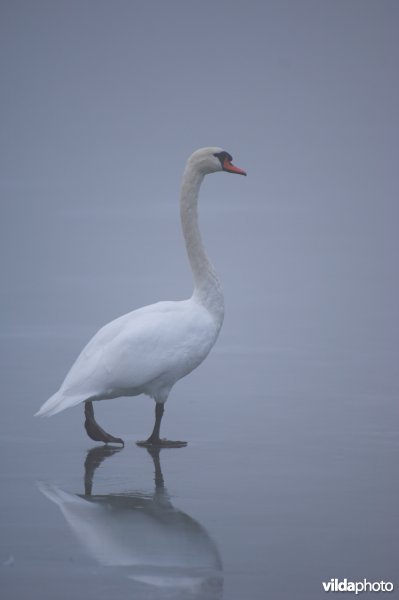 Knobbelzwaan op het ijs