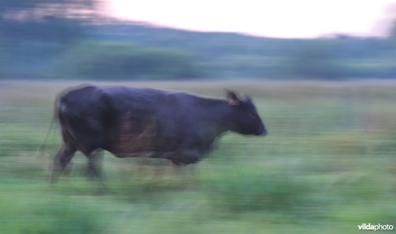 De grazers van de demerbroeken