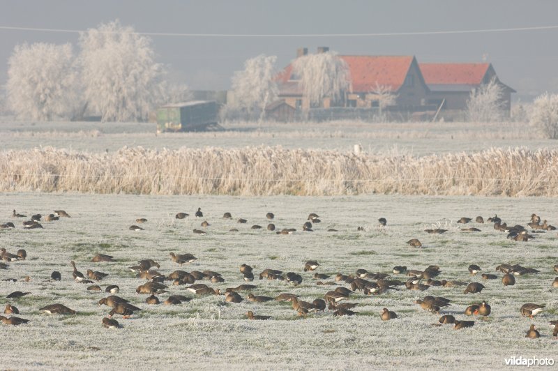 Kolganzen in de IJzervallei