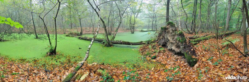 Bosreservaat Wijnendalebos