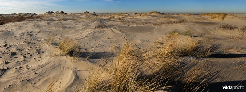 De duinen van Terschelling