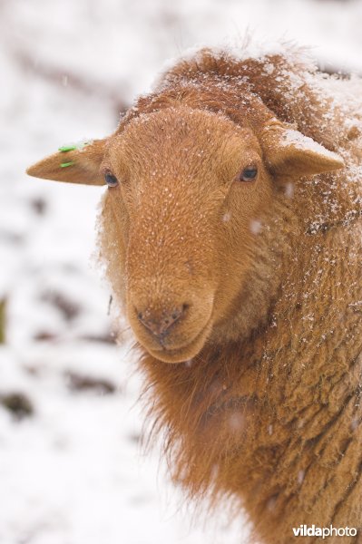 Ardense Voskop schaap
