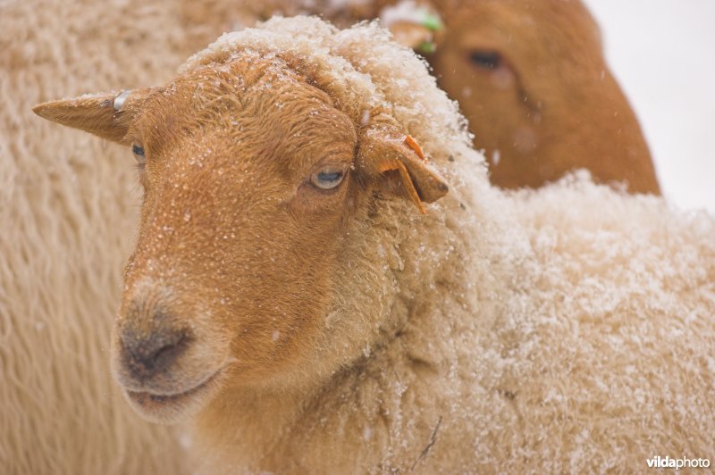 Ardense Voskop schaap