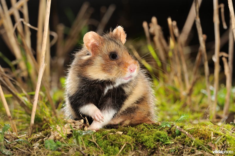 Hamster