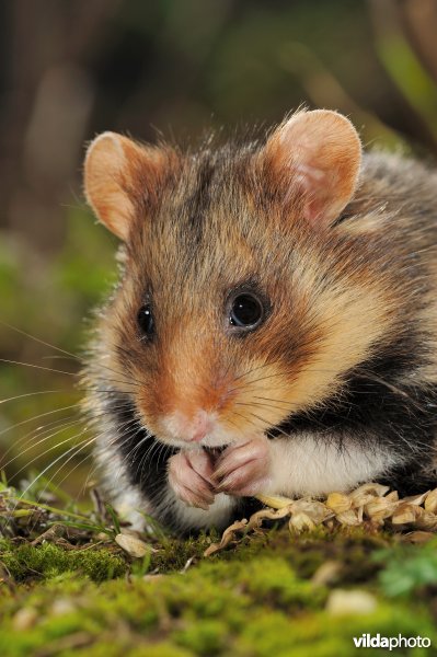 Hamster