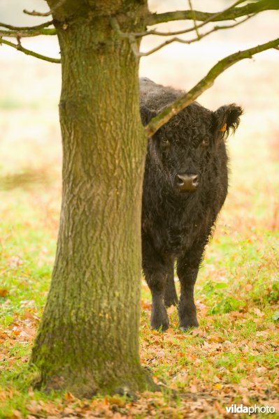 Grazers in de herfstige Demerbroeken