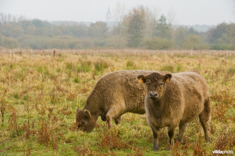 Grazers in de herfstige Demerbroeken