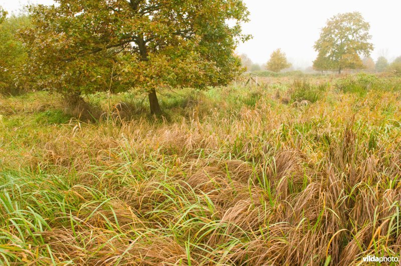 Natuurreservaat Demerbroeken