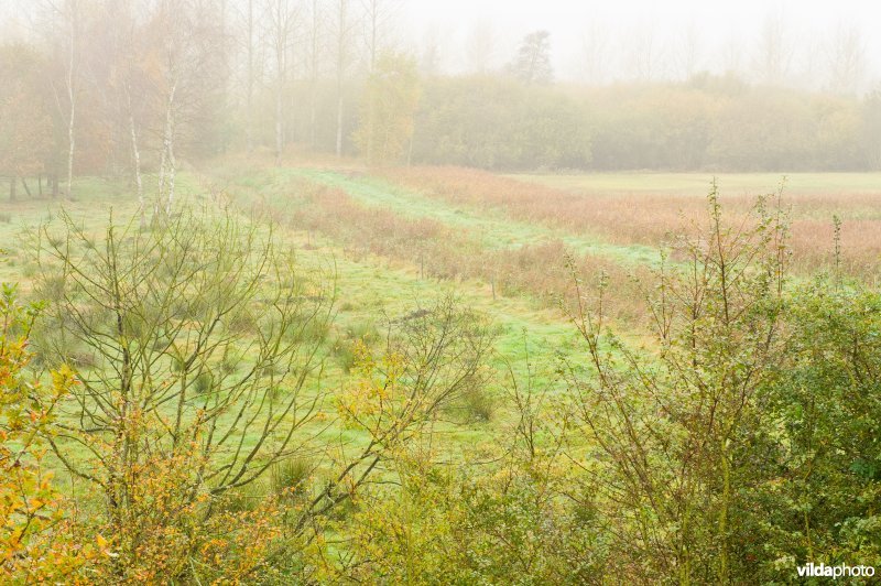 Natuurreservaat Demerbroeken