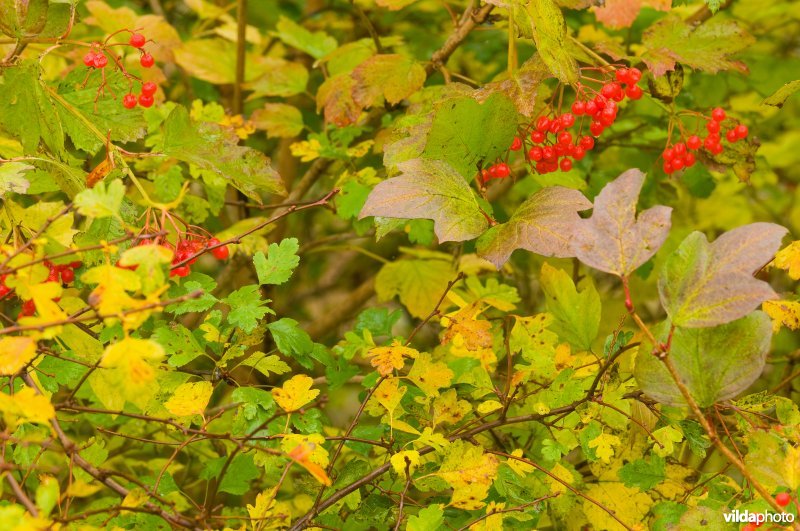 Herfstpalet