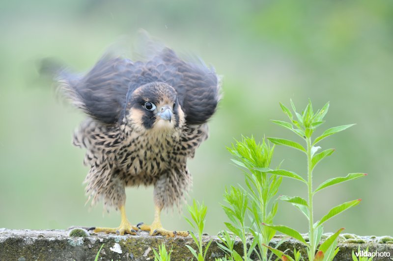 Jonge slechtvalk in een industrieterrein