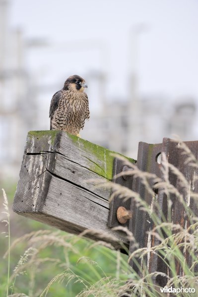 Jonge slechtvalk in een industrieterrein