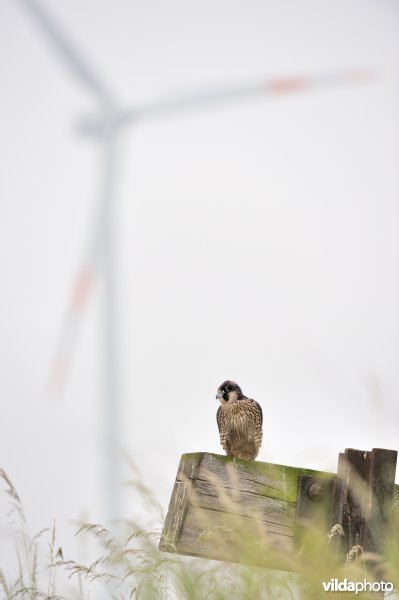 Jonge slechtvalk in een industrieterrein