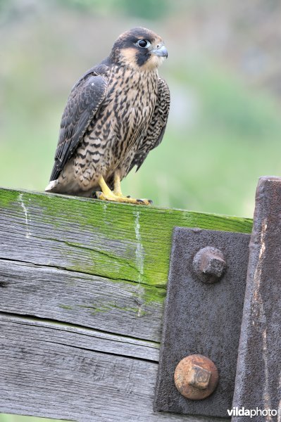 Jonge slechtvalk in een industrieterrein