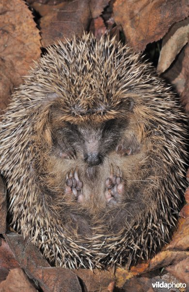 Jonge egel