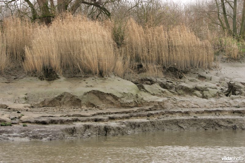 Erosie op Scheldeoevers