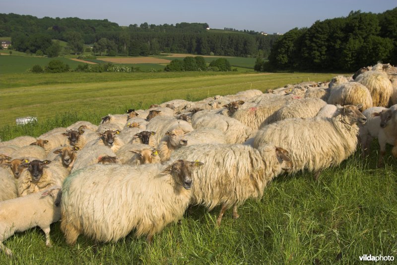 Mergellandschapen