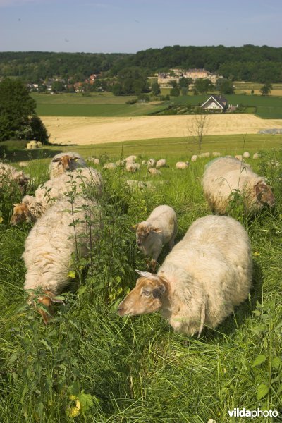 Mergellandschapen