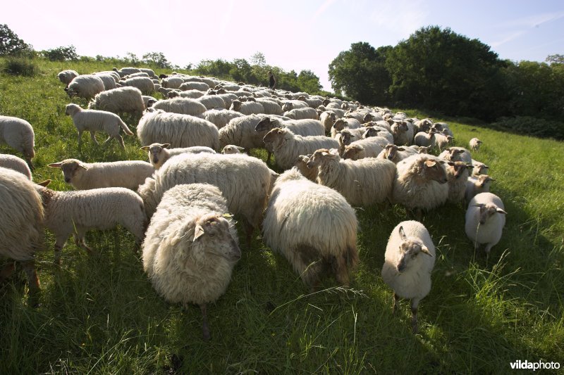Mergellandschapen