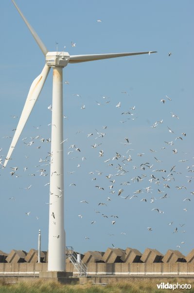 Sternen tussen windmolens