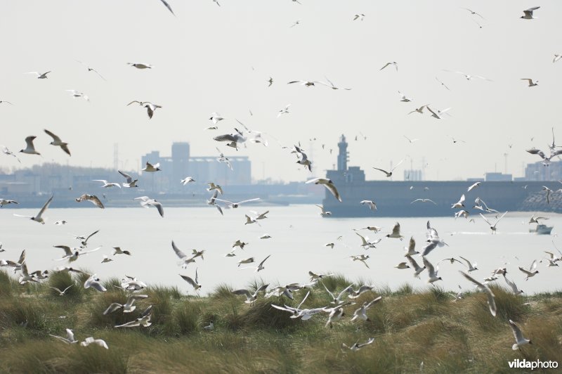 Sternenkolonie te Zeebrugge