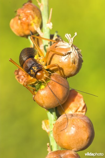 Zadelsprinkhaan in de Pyreneeën