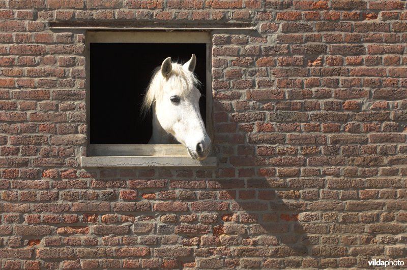 Paard in schuur