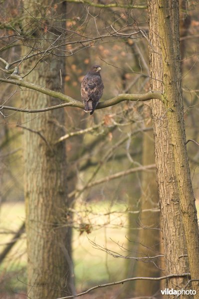 Buizerd in boom