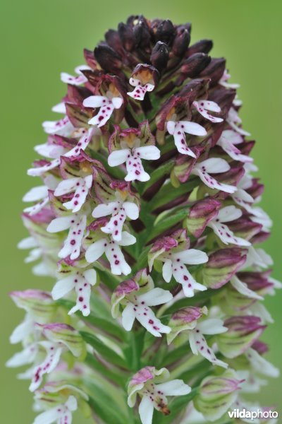 Aangebrande orchis