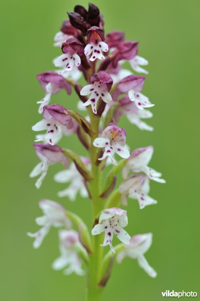 Aangebrande orchis