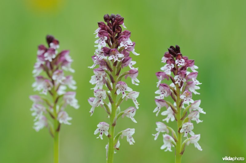 Aangebrande orchis