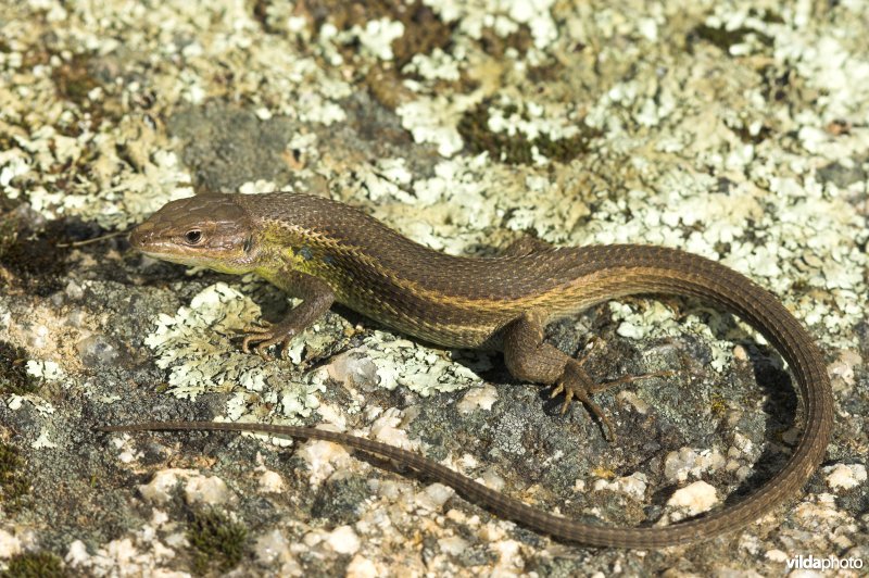 Algerijnse zandloper