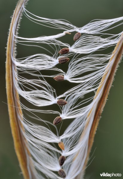 Vruchtje van Basterdwederik