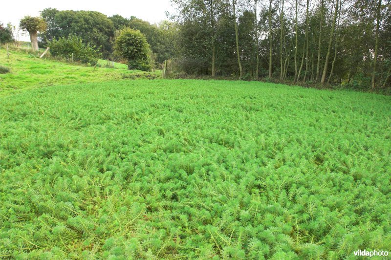 Parelvederkruid in poel