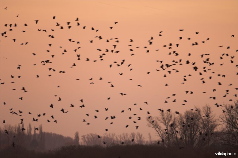 Kauwenslaapplaats in de Blankaart