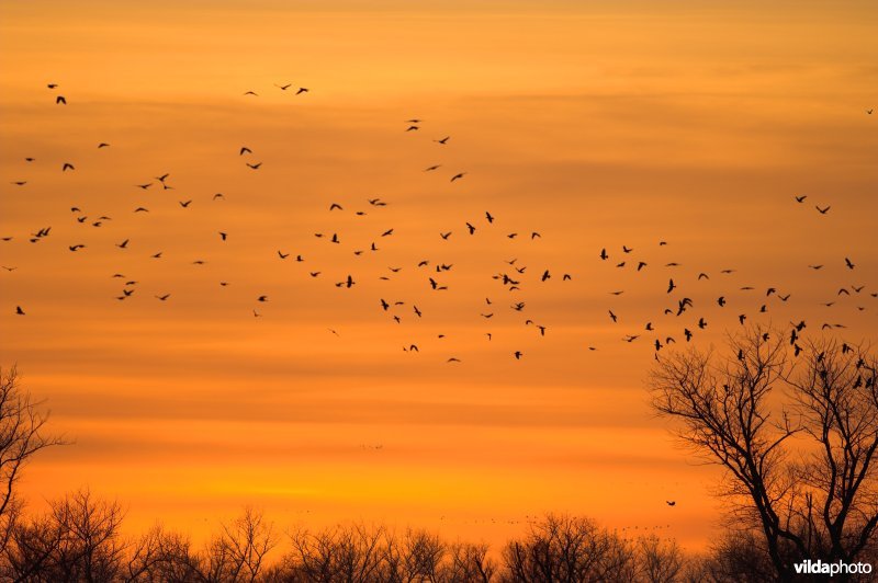 Kauwenslaapplaats in de Blankaart