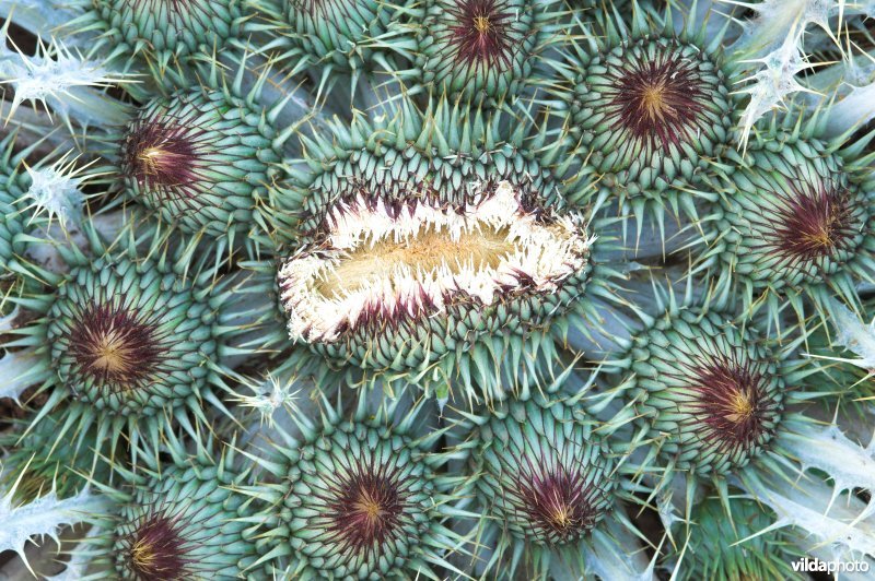 Kern van Stengelloze wegdistel