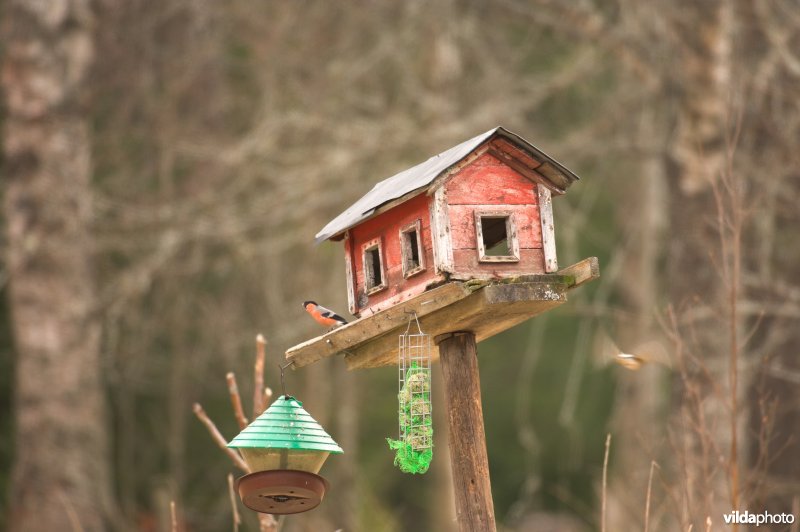 Goudvink op voederhuisje in Zweden