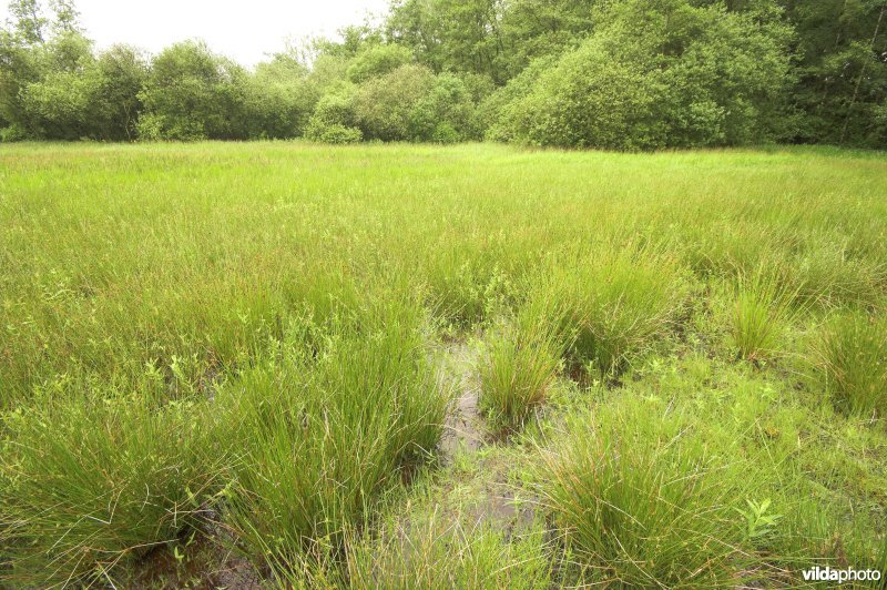Blauwgraslandje in Coolhem