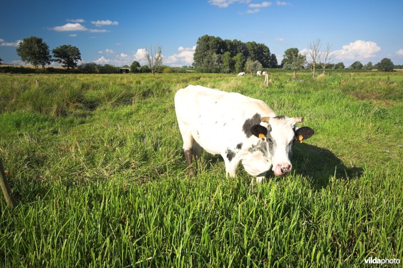 Natuurreservaat de Schave