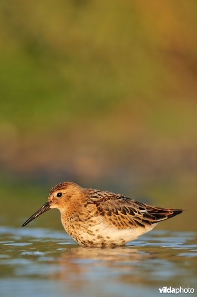 Bonte strandloper