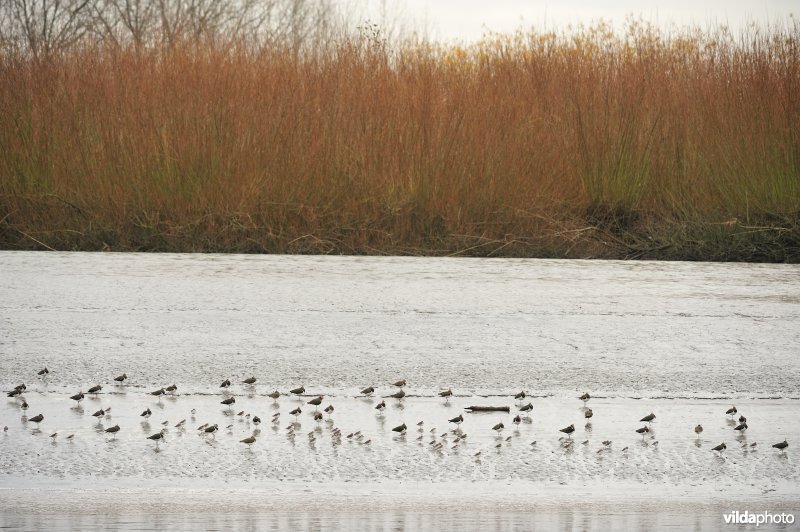 Overwinterende vogels op de schorren van de Schelde