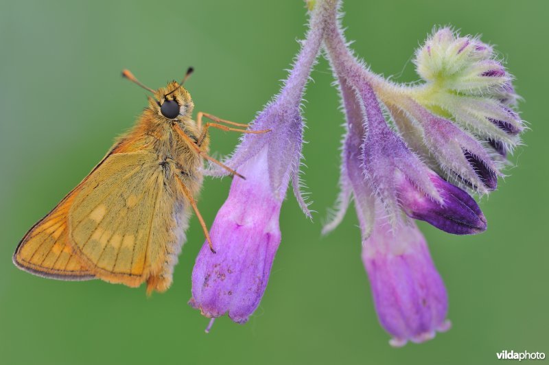 Groot dikkopje op smeerwortel