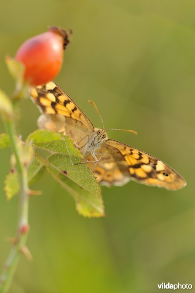 Bont zandoogje op eglantier